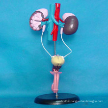 Male Urinary System Anatomic Model for Medical Teaching (R110303)